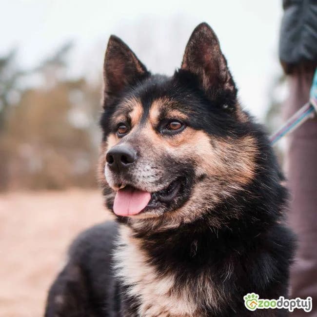 Kenzo, male Husky for adoption at Warsaw
