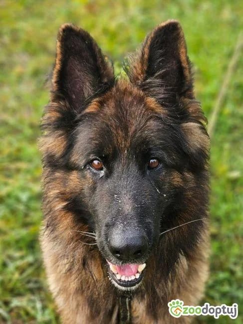 PEDRO, male German Shepherd for adoption at Warsaw