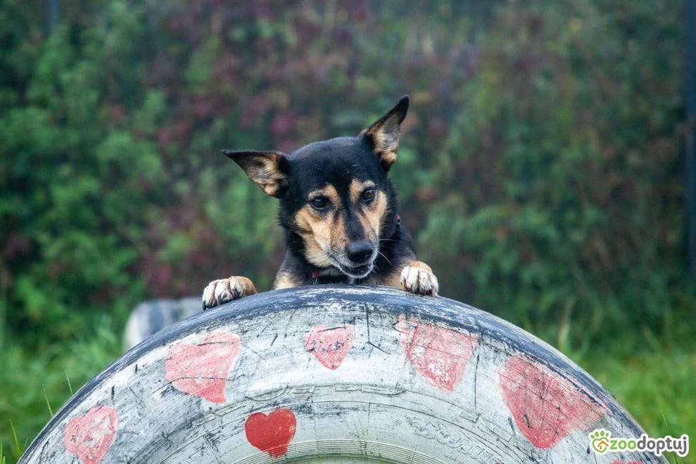 ROGER, male mixed breed for adoption at Zoodoptuj.pl, Warsaw