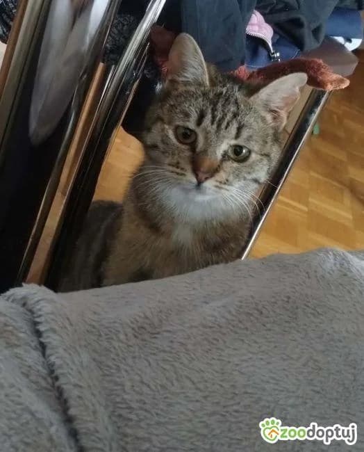 Czekolada i Pistacja, female mixed breed for adoption at Zoodoptuj.pl, Warsaw