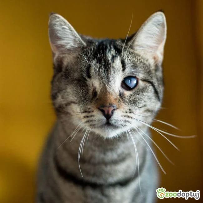 Marcysia, female mixed breed for adoption at Zoodoptuj.pl, Warsaw