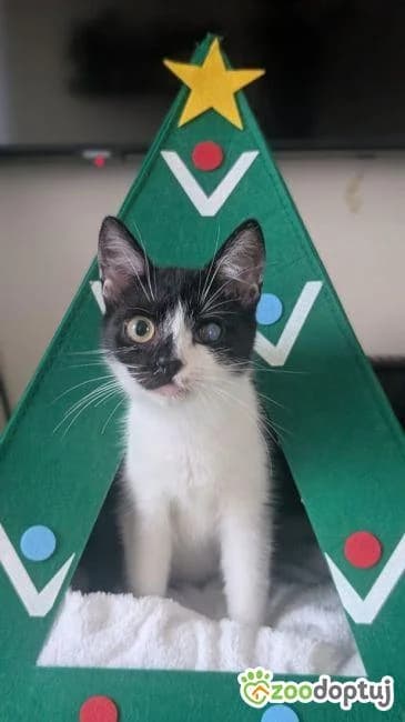 Gin, female mixed breed for adoption at Zoodoptuj.pl, Warsaw