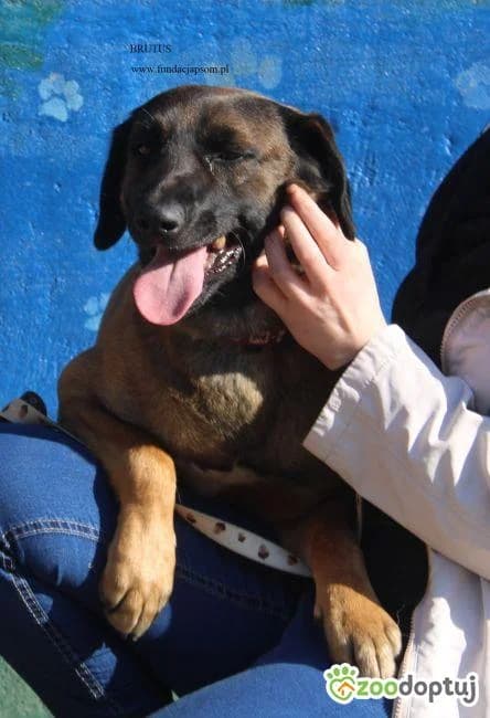 Brutus, male mixed breed for adoption at Zoodoptuj.pl, Warsaw