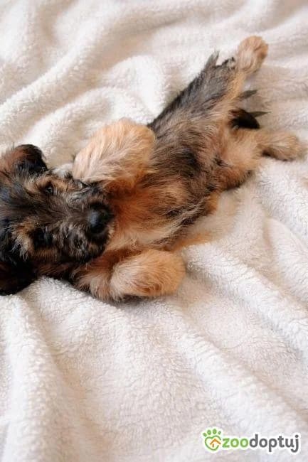 Puszek, male mixed breed for adoption at Zoodoptuj.pl, Warsaw