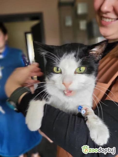Lucek, male mixed breed for adoption at Zoodoptuj.pl, Warsaw
