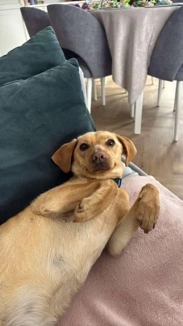 Florka, female mixed breed for adoption at Zoodoptuj.pl, Warsaw