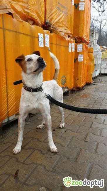 Burłaj, male American Staffordshire Terrier for adoption at Warsaw
