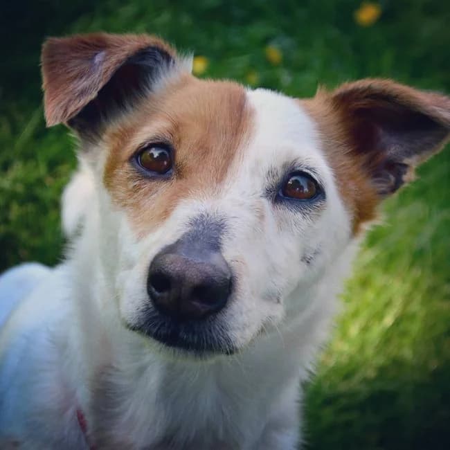 Bobik, male Jack Russell Terrier for adoption at Warsaw