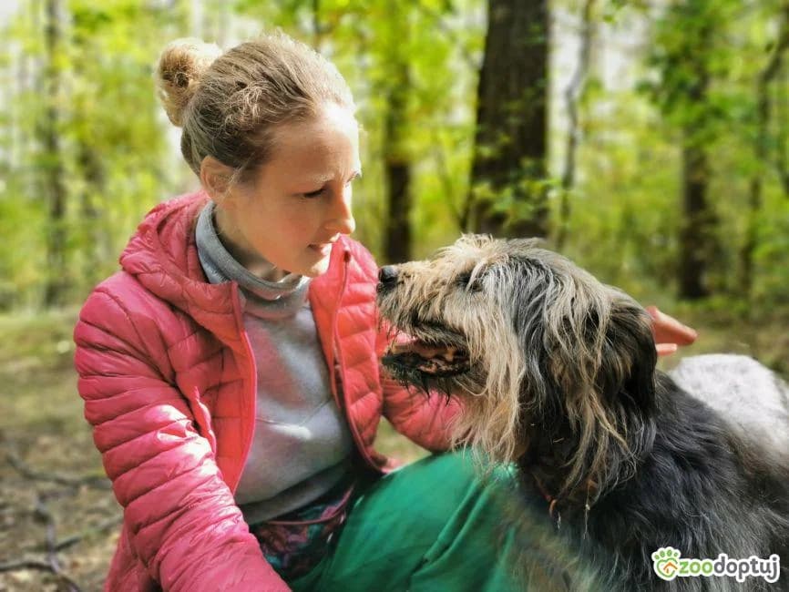 Gordy,  senior mixed breed for adoption at Arme Hunde – Gran Canaria, München