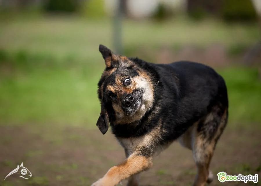 Matti,  5yo mixed breed for adoption at Arme Hunde – Gran Canaria, München