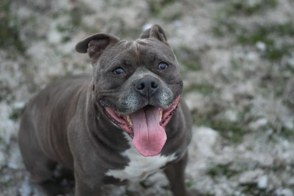 Diego, male American Staffordshire Terrier for adoption at Warsaw