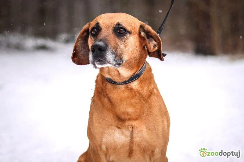Dama, female mixed breed for adoption at Adoptamics