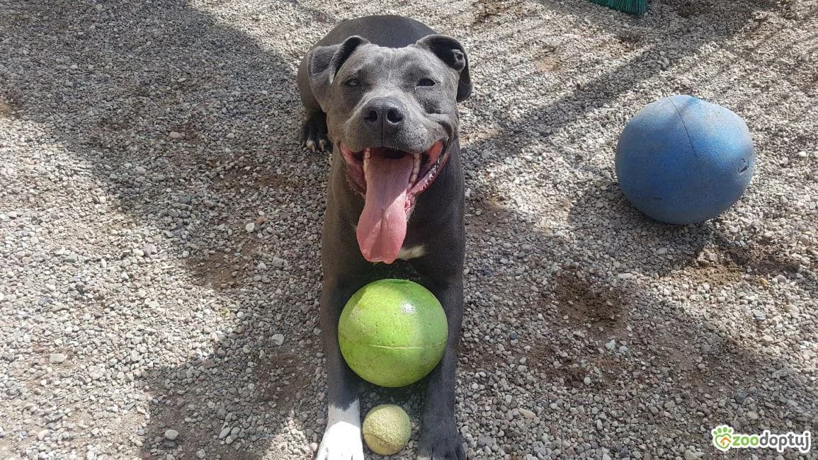 Ewcia, female American Staffordshire Terrier for adoption at Warsaw