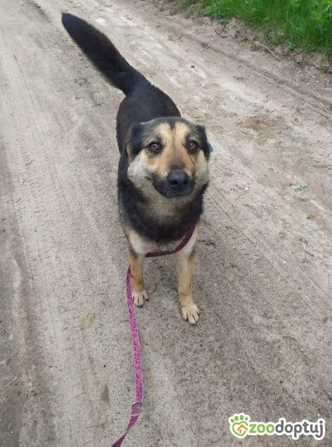 Tara,  (Adoptamics)