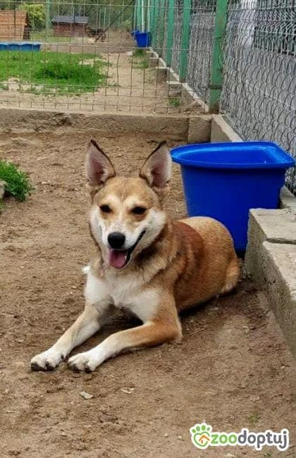Pincho, female puppy mixed breed for adoption at Adoptamics