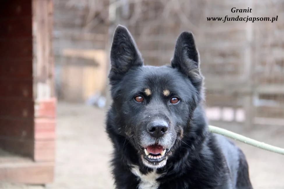 Luigi,  (Adoptamics)