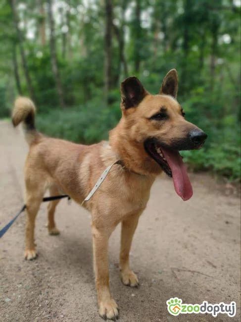 Mango,  (Adoptamics)