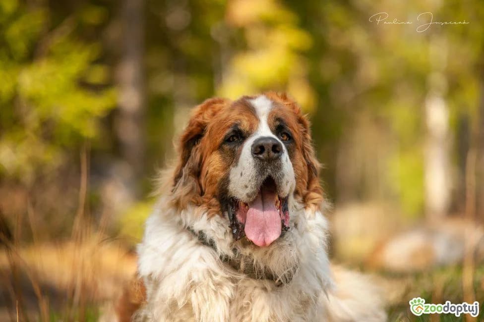 Lao, male Saint Bernard for adoption at Warsaw