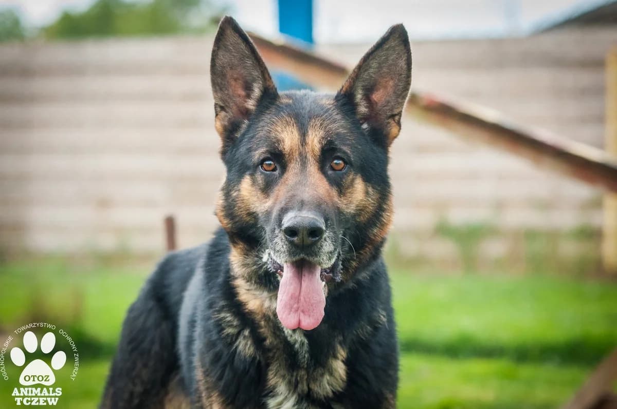 RAFAEL, male German Shepherd for adoption at Warsaw