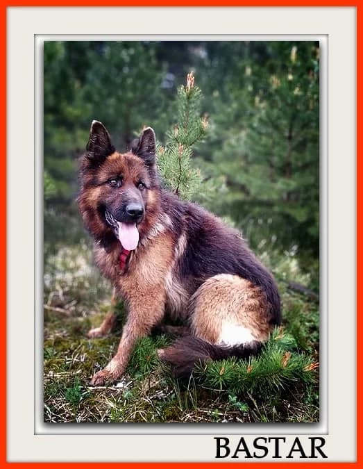 BASTAR, male German Shepherd for adoption at Warsaw
