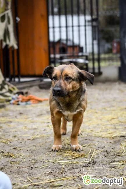 Balto, male mixed breed for adoption at Warsaw