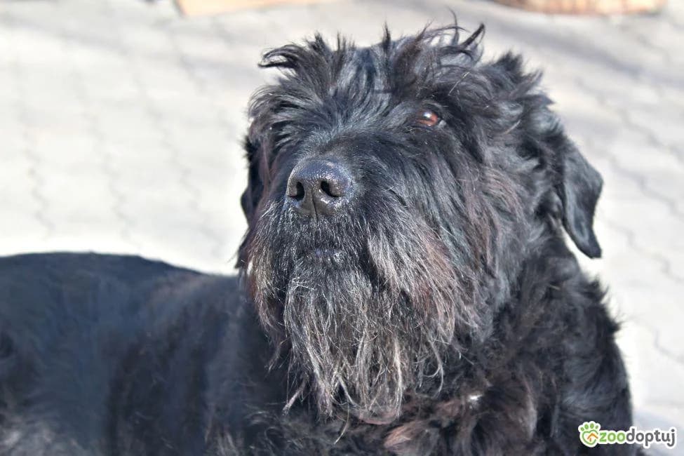 Fiona, female mixed breed for adoption at Warsaw