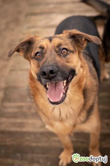 Dragon, male German Shepherd for adoption at Warsaw