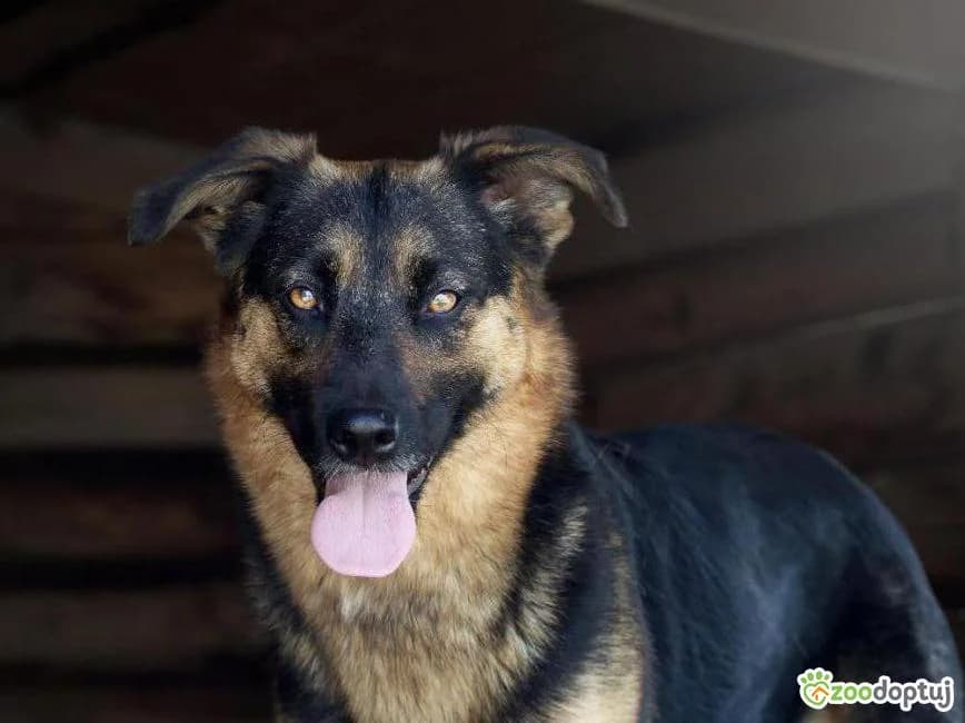 Dama, female German Shepherd for adoption at Warsaw