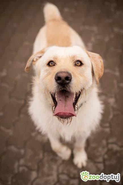 Diego, male Labrador Retriever for adoption at Warsaw