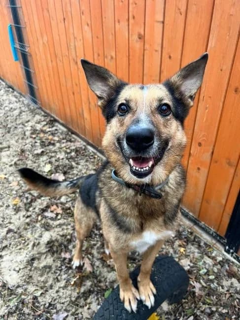 Bari, male mixed breed for adoption at Shepa Kavadartsi