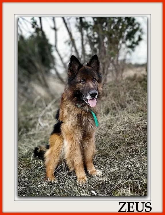 ZEUS, male German Shepherd for adoption at Warsaw