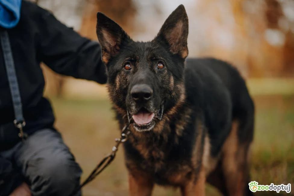 Homer, male German Shepherd for adoption at Warsaw