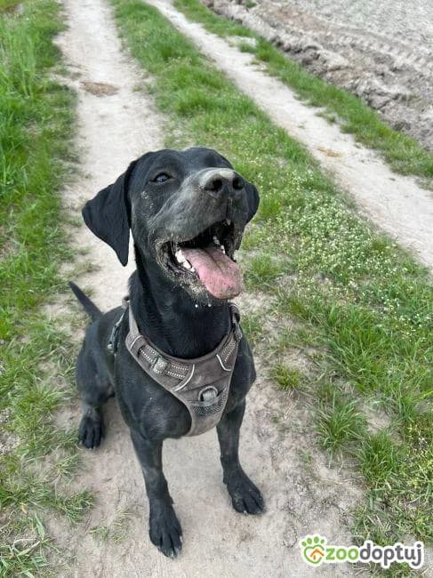 Draco, male Labrador Retriever for adoption at Warsaw