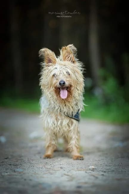 Miki, male Yorkshire Terrier for adoption at Warsaw