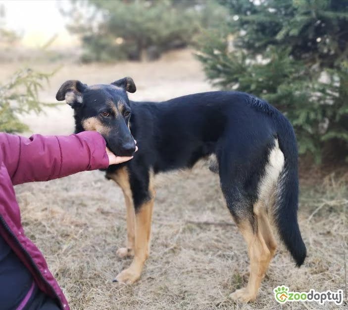 Irys, male mixed breed for adoption at Warsaw