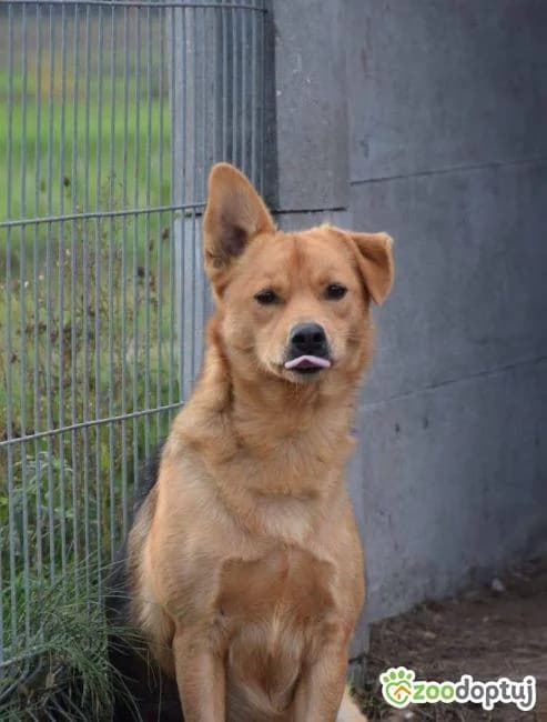 Cheetos, male mixed breed for adoption at Warsaw