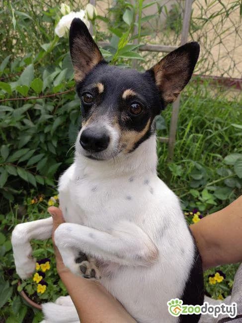 Milka, female mixed breed for adoption at Warsaw