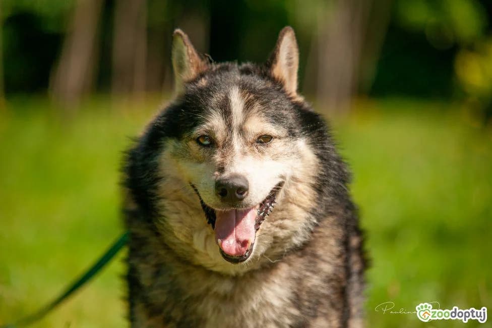 Otis, male Husky for adoption at Warsaw