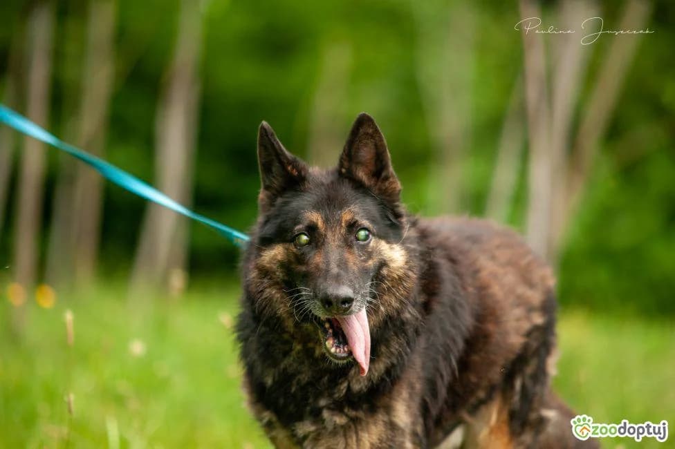 Amiko, male German Shepherd for adoption at Warsaw