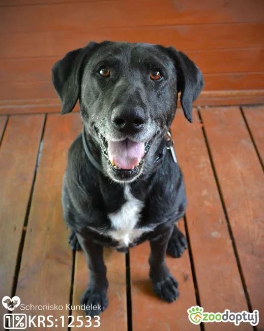 Leon, male Labrador Retriever for adoption at Warsaw