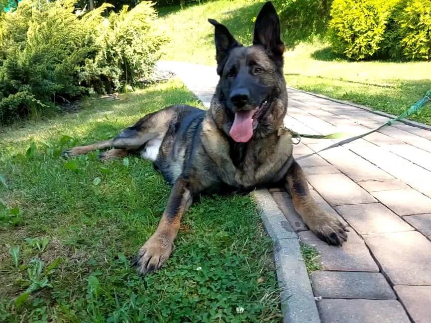 Aria, female German Shepherd for adoption at Warsaw