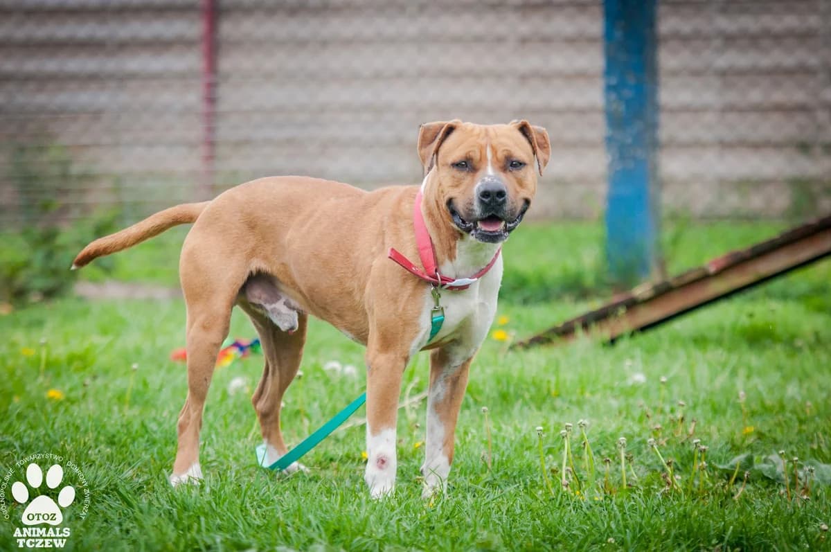 OMEN, male American Staffordshire Terrier for adoption at Warsaw