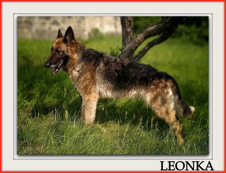 Siri, German Shepherd (A.D.A. Noguera)