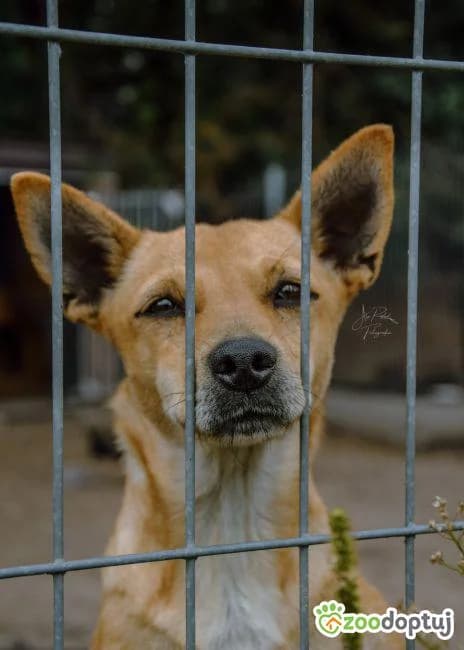 Ingrit, female mixed breed for adoption at Zoodoptuj.pl, Warsaw
