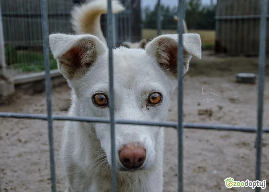 Goja, female mixed breed for adoption at Warsaw