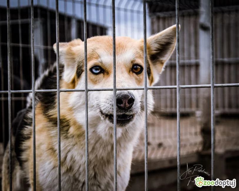 Gaspar, male mixed breed for adoption at Warsaw