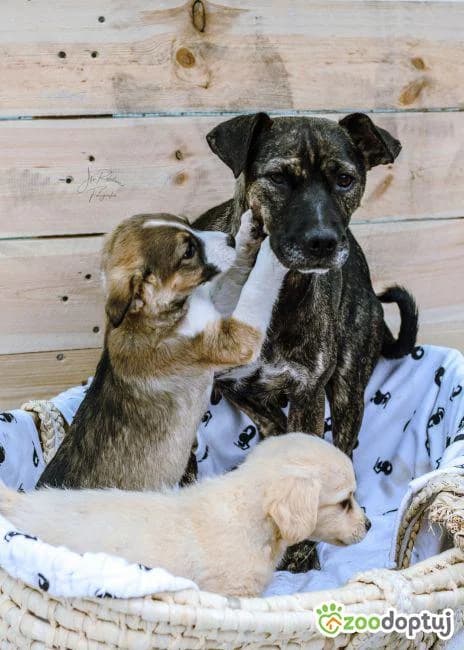 Betina, female mixed breed for adoption at Warsaw