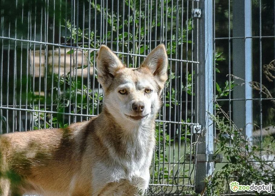 Biała Dama, female mixed breed for adoption at Warsaw
