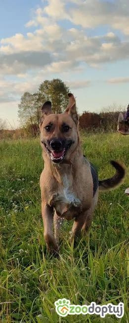 Basia, female mixed breed for adoption at Warsaw