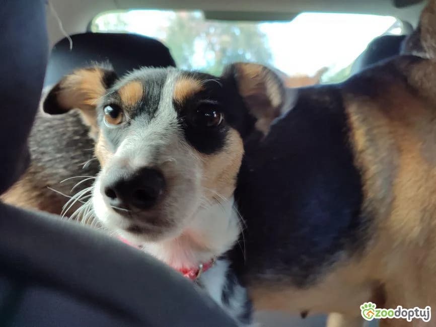 Fifka, female mixed breed for adoption at Warsaw